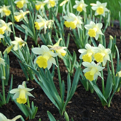 X 100 NARCISSUS TOPOLINO 10/12