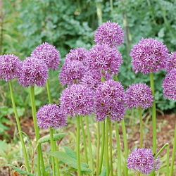 X   25 ALLIUM GLADIATOR 20/+
