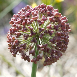 X 100 ALLIUM KARATAVIENSE 12/14