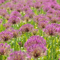 X 100 ALLIUM PURPLE RAIN 12/14