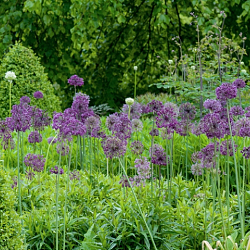 X 100 ALLIUM PURPLE RAIN 12/14