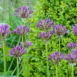 X 100 ALLIUM PURPLE RAIN 12/14
