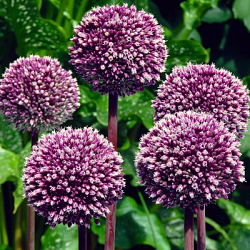 X   25 ALLIUM SUMMER DRUMMER 12/+