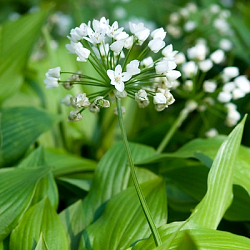 X 100 ALLIUM COWANII 5/+