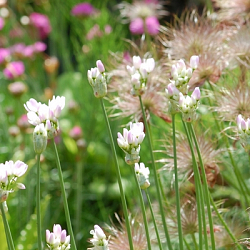 X 100 ALLIUM NEAPOLITANUM 4/+