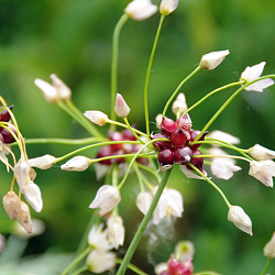 X 100 ALLIUM ROSEUM 5/+