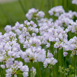 X 100 ALLIUM ROSEUM 5/+