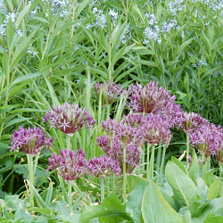 X   25 ALLIUM CHRISTOPHII 14/+