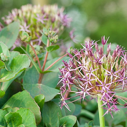 X   25 ALLIUM CHRISTOPHII 14/+