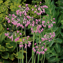 X 100 ALLIUM CERNUUM I