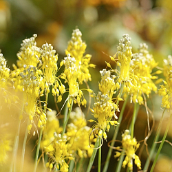 X 100 ALLIUM FLAVUM I