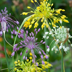 X 100 ALLIUM FLAVUM I