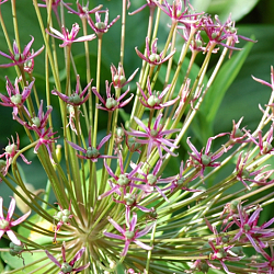 X   25 ALLIUM SPIDER 10/+