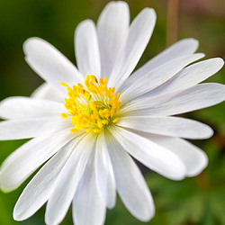 X 250 ANEMONE SPECIES BLANDA GEMENGD 5/+