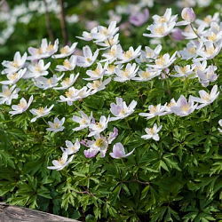 X 100 ANEMONE SPECIES NEMOROSA  I