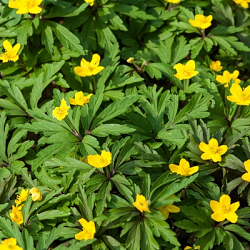 X 100 ANEMONE SPECIES RANUNCULOIDES I