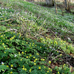 X 100 ANEMONE SPECIES RANUNCULOIDES I