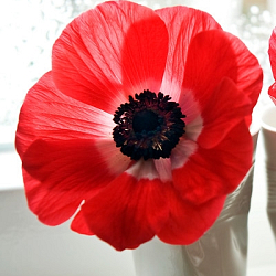 X 100 ANEMONE CORONARIA HOLLANDIA 5/6