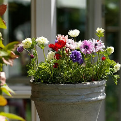 X 100 ANEMONE CORONARIA ST. BRIGID GEMENGD 5/6