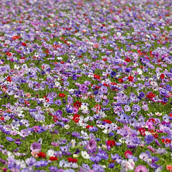 X 100 ANEMONE CORONARIA ST. BRIGID GEMENGD 5/6