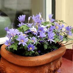 X 100 ANEMONE SPECIES BLANDA BLUE SHADES 5/+