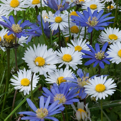 X 100 ANEMONE SPECIES BLANDA BLUE SHADES 5/+