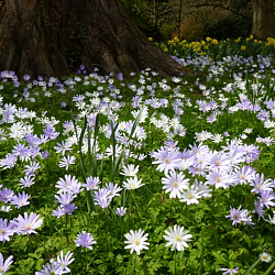 X 100 ANEMONE SPECIES BLANDA GEMENGD 5/+