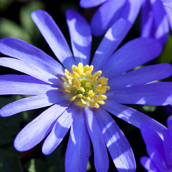 X 100 ANEMONE SPECIES BLANDA GEMENGD 5/+