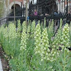 X   10 FRITILLARIA PERSICA IVORY BELLS 20/+