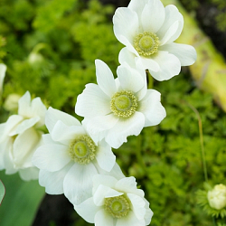 X 100 ANEMONE CORONARIA BRIDE 5/6