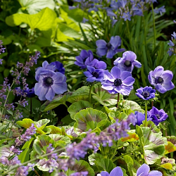 X 100 ANEMONE CORONARIA MR. FOKKER 5/6