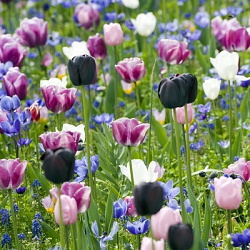 X 100 ANEMONE CORONARIA MR. FOKKER 5/6