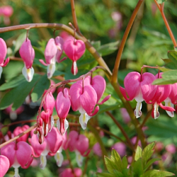 X 25 DICENTRA SPECTABILIS 2/3