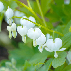 X 25 DICENTRA SPECTABILIS ALBA 2/3
