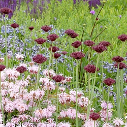 X 100 ALLIUM ATROPURPUREUM 10/+