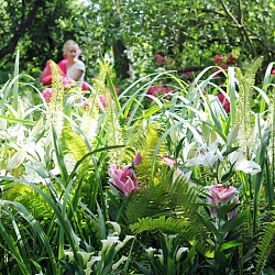 X   10 EREMURUS HIMALAICUS I