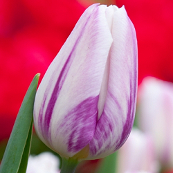 X 100 TULIPA FLAMING FLAG 12/+