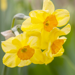 X 100 NARCISSUS GOLDEN DAWN 12/14