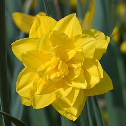X 100 NARCISSUS GOLDEN DUCAT 12/14
