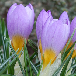 X 100 CROCUS SPECIE SIEBERI FIREFLY 5/+