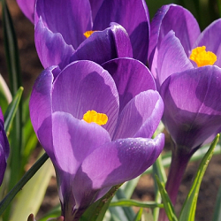 X 250 CROCUS SPECIE TOM. RUBY GIANT 5/+