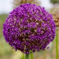 X   25 ALLIUM AMBASSADOR 20/24