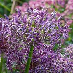 X   25 ALLIUM CHRISTOPHII 14/+