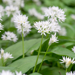 X 100 ALLIUM URSINUM I