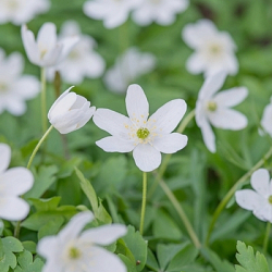 X 100 ANEMONE SPECIES NEMOROSA  I