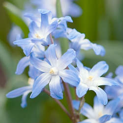X 100 CHIONODOXA FORBESII BLUE GIANT 5/+