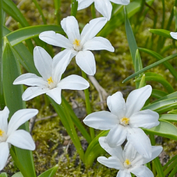 X 250 CHIONODOXA LUCILIAE ALBA 5/+