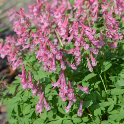 X 100 CORYDALIS SOLIDA BETH EVANS 6/+