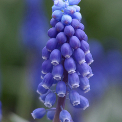 X 100 MUSCARI BOTRYOIDES SUPERSTAR 6/+