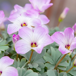 X 100 OXALIS ADENOPHYLLA 6/+